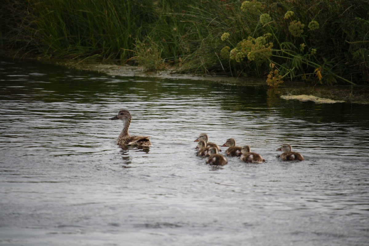 Gadwall - ML608713798