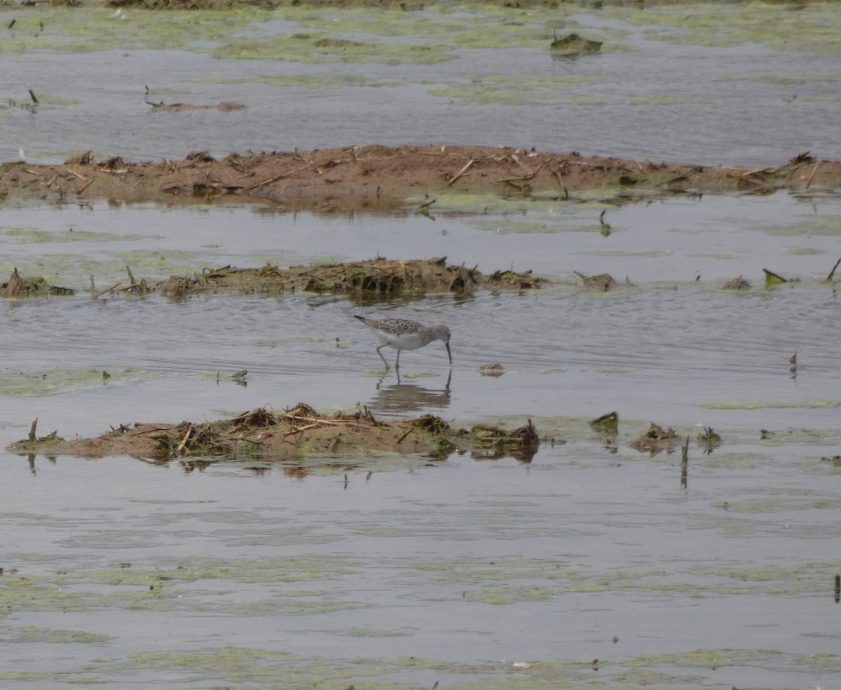 Stilt Sandpiper - ML608713804