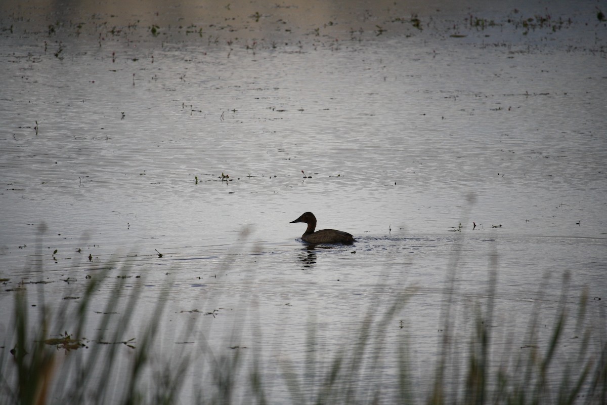 Canvasback - Isaiah McCourt