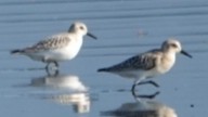 Bécasseau sanderling - ML608713824