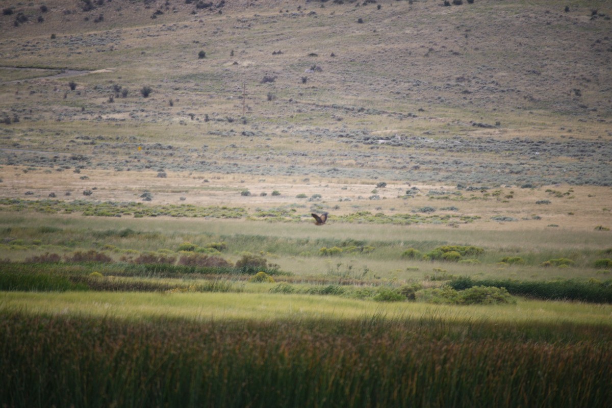 American Bittern - ML608713834