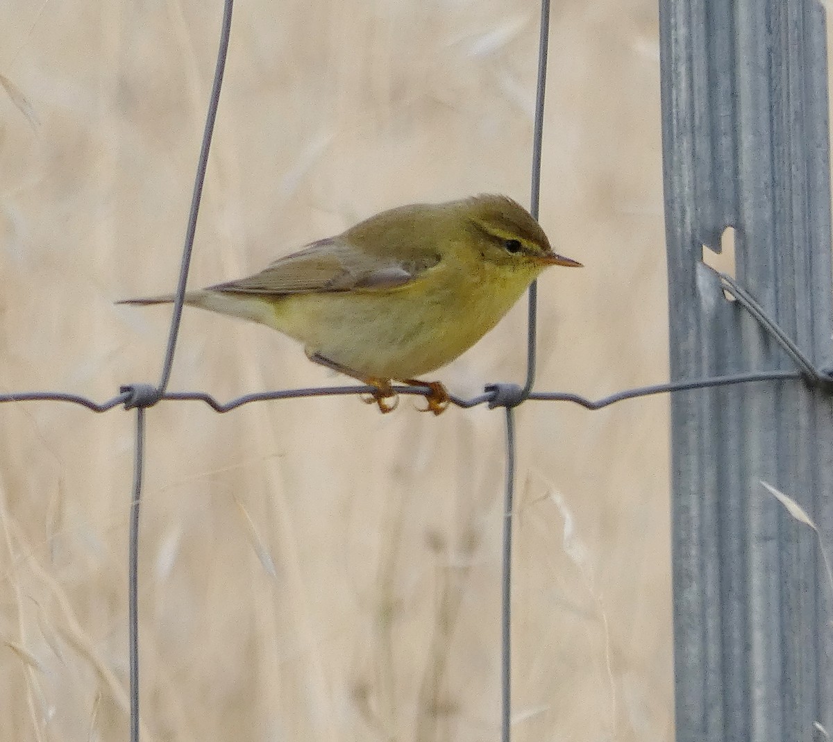 Willow Warbler - ML608713901