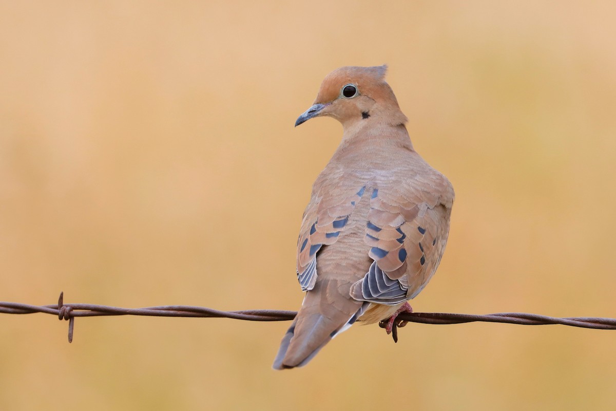 Mourning Dove - ML608714040