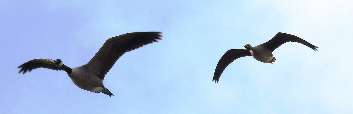 Greater White-fronted Goose - ML608714272