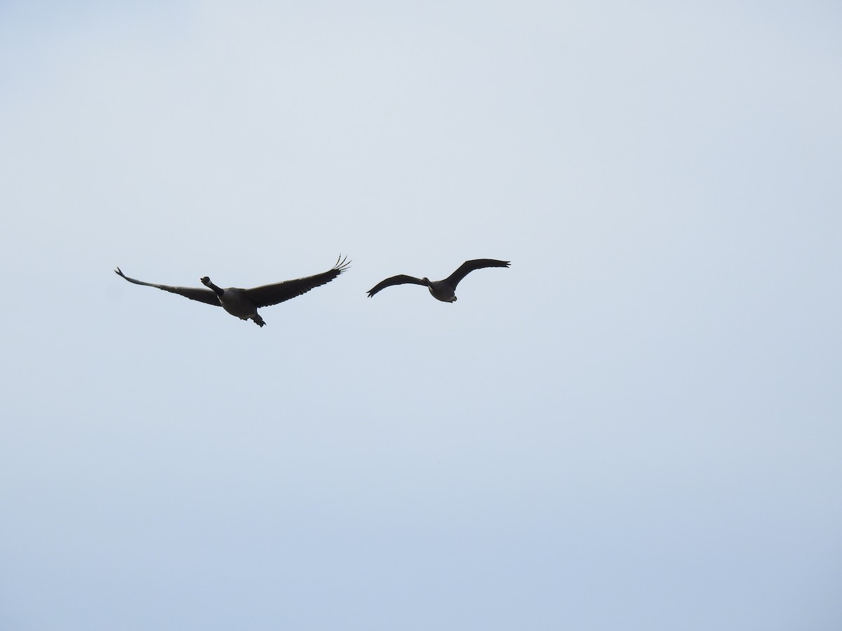 Greater White-fronted Goose - ML608714275