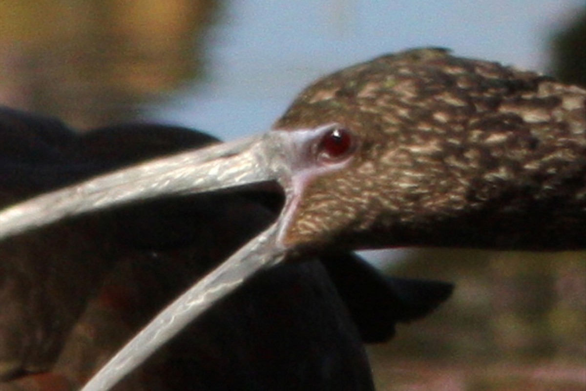 Threskiornithidae sp. (ibis sp.) - ML608714330