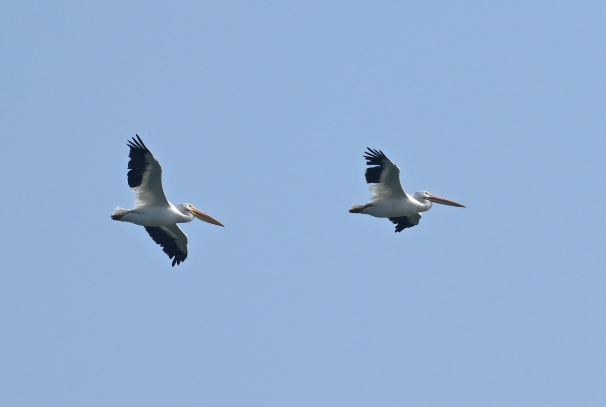 American White Pelican - ML608714374