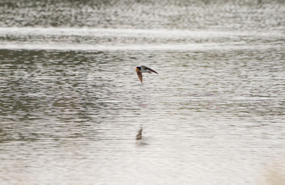 Barn Swallow - ML608714388