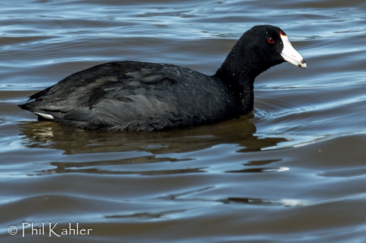 American Coot - Phil Kahler