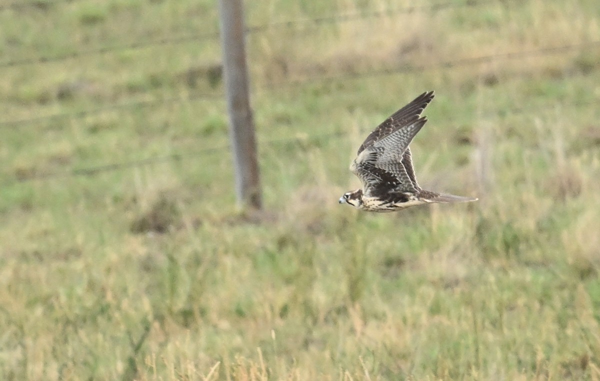 Prairie Falcon - ML608714413