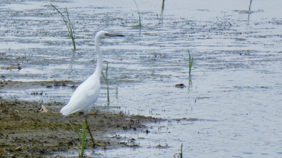 Little Blue Heron - ML608714565