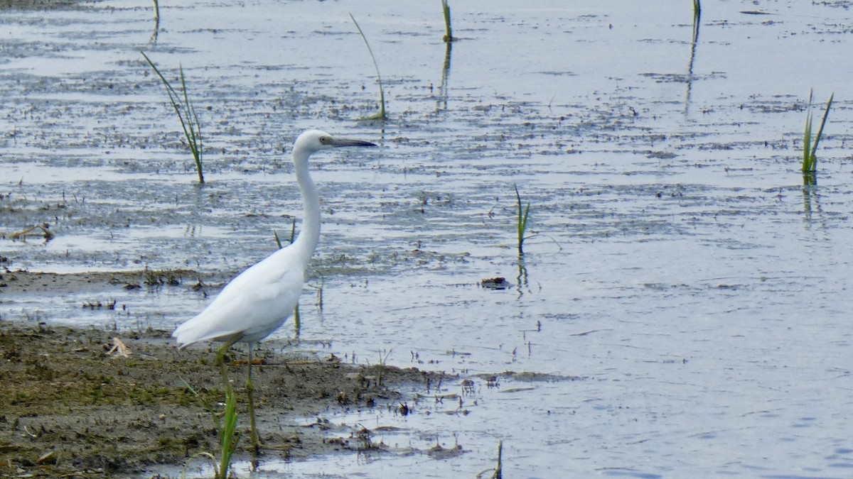 Little Blue Heron - ML608714566