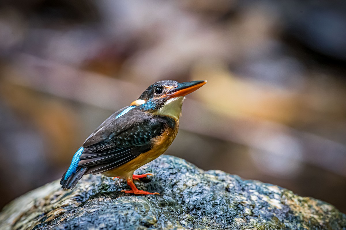 Malaysian Blue-banded Kingfisher - Raymond  Dan