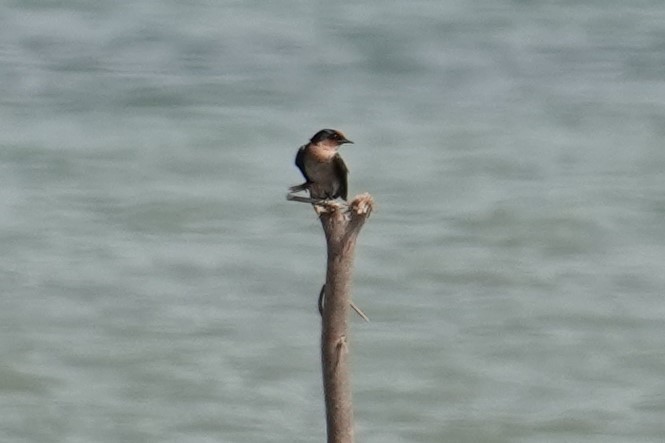 Pacific Swallow (Pacific) - ML608714674