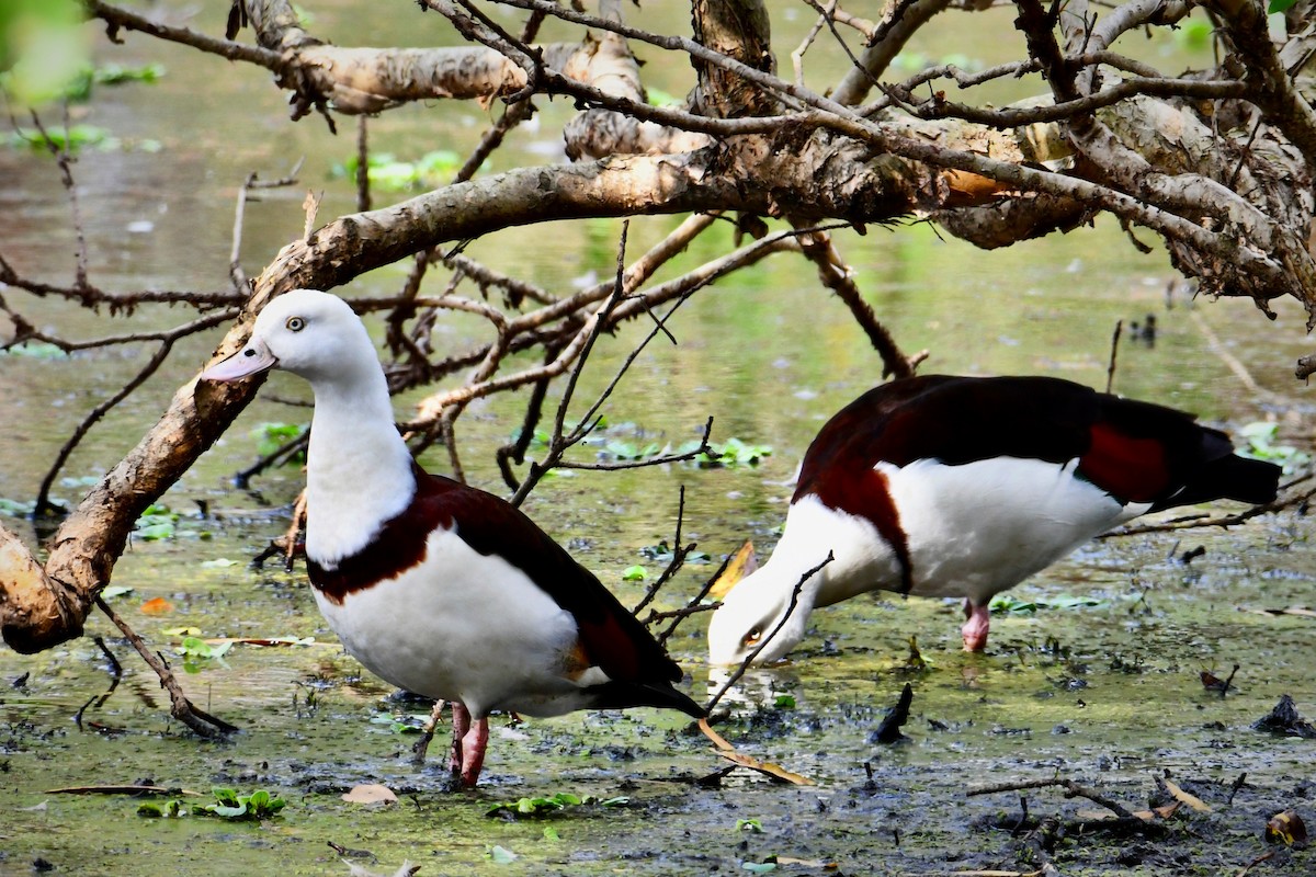 Radjah Shelduck - ML608714699