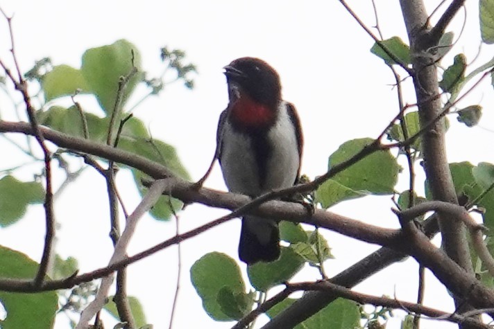 Red-chested Flowerpecker - ML608714709