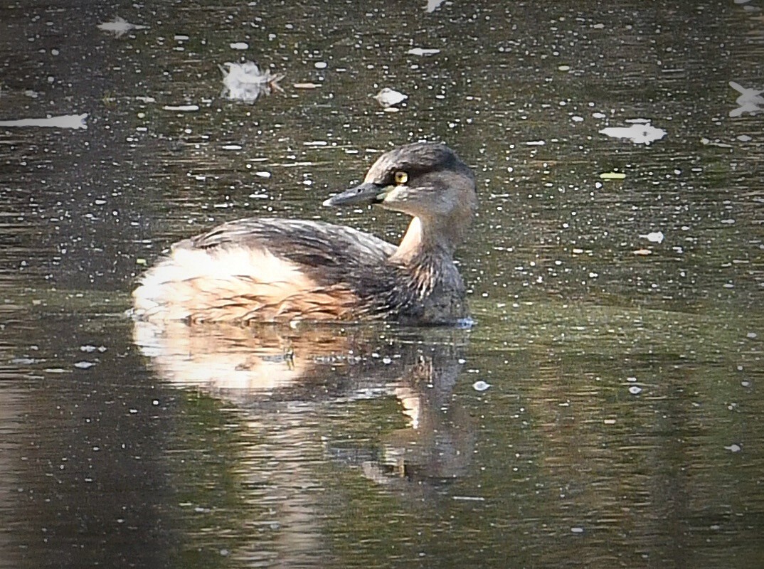 Australasian Grebe - ML608714714