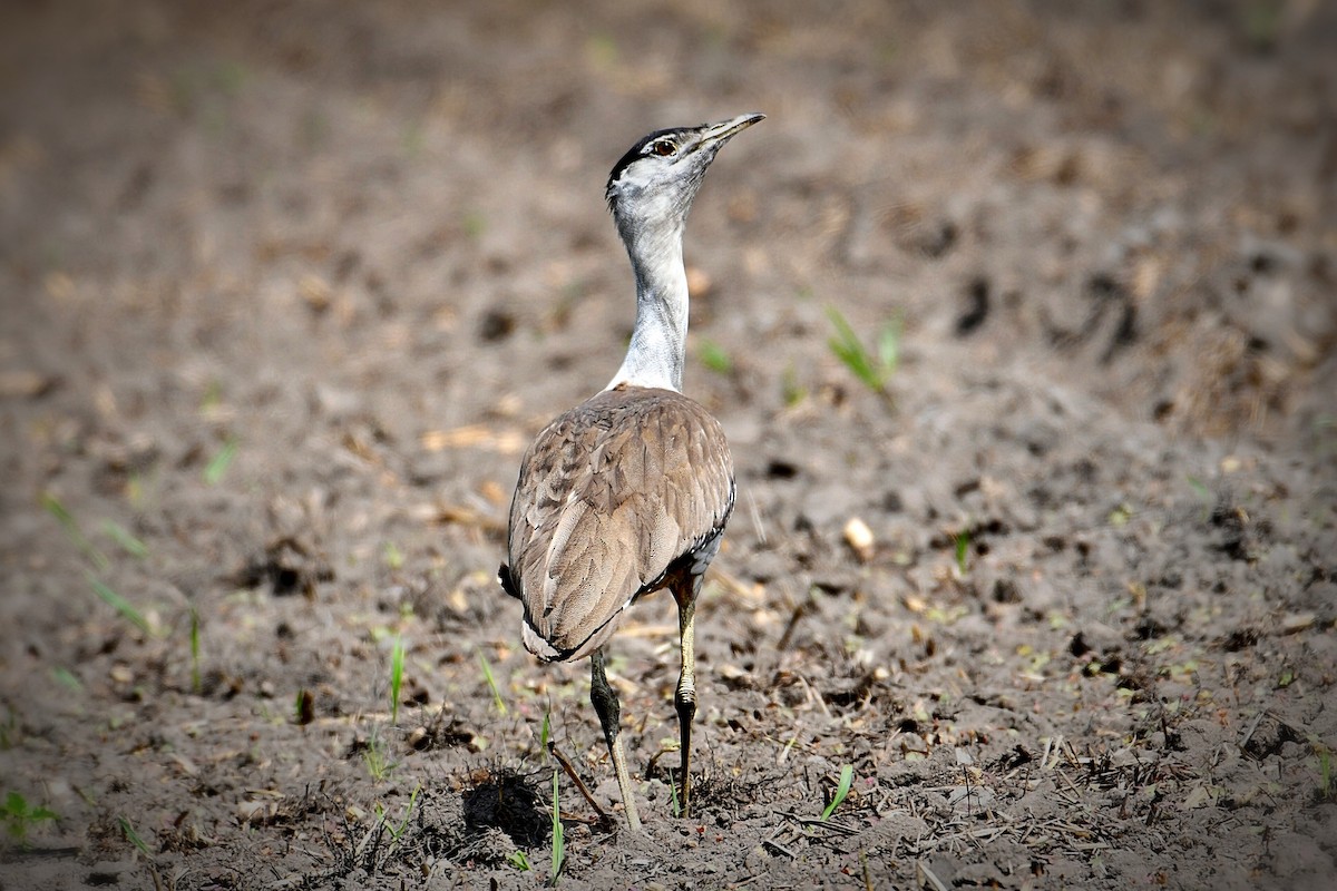 Australian Bustard - John Formosa