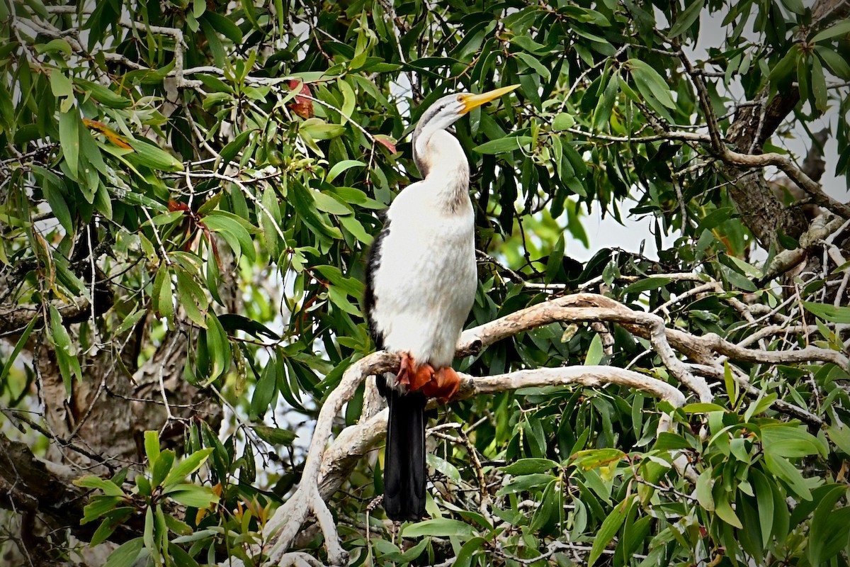 anhinga australská - ML608714720