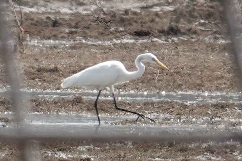 Medium Egret - ML608714732