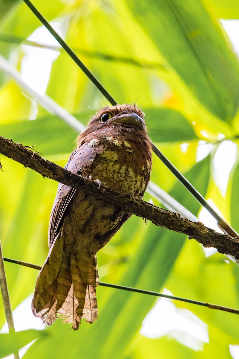 Blyth's Frogmouth (Blyth's) - ML608714836