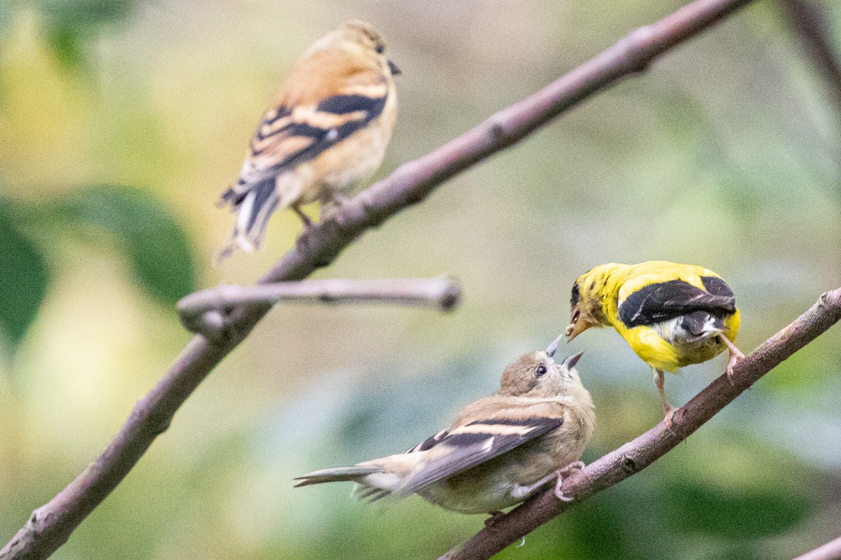 American Goldfinch - ML608714840