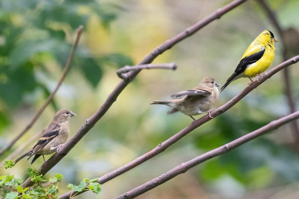 American Goldfinch - ML608714844