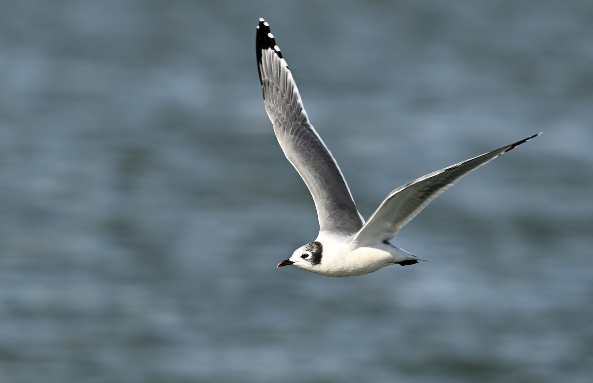 Franklin's Gull - Jeanne Burnham