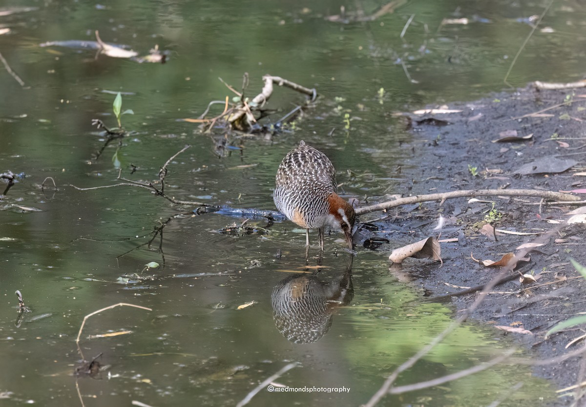 Buff-banded Rail - ML608714991