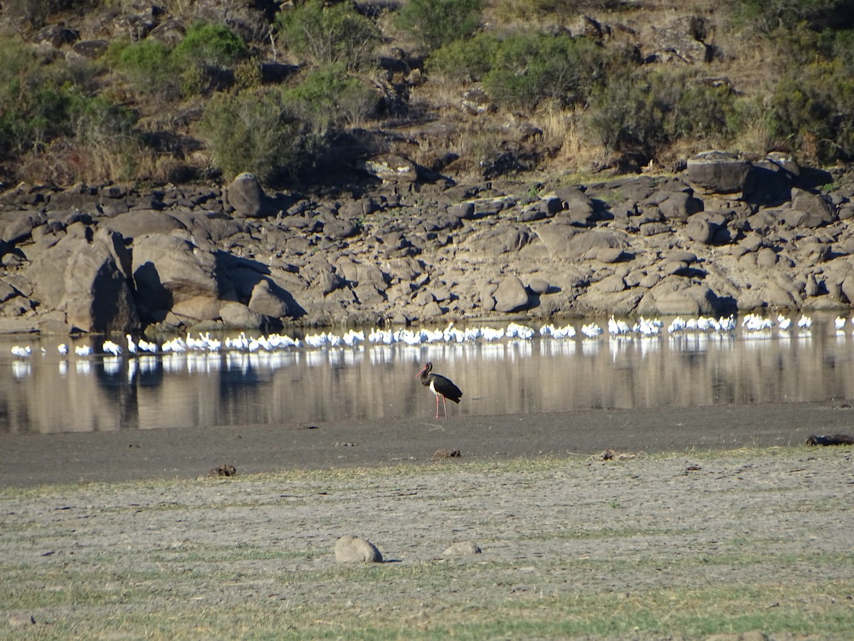 Black Stork - ML608715065