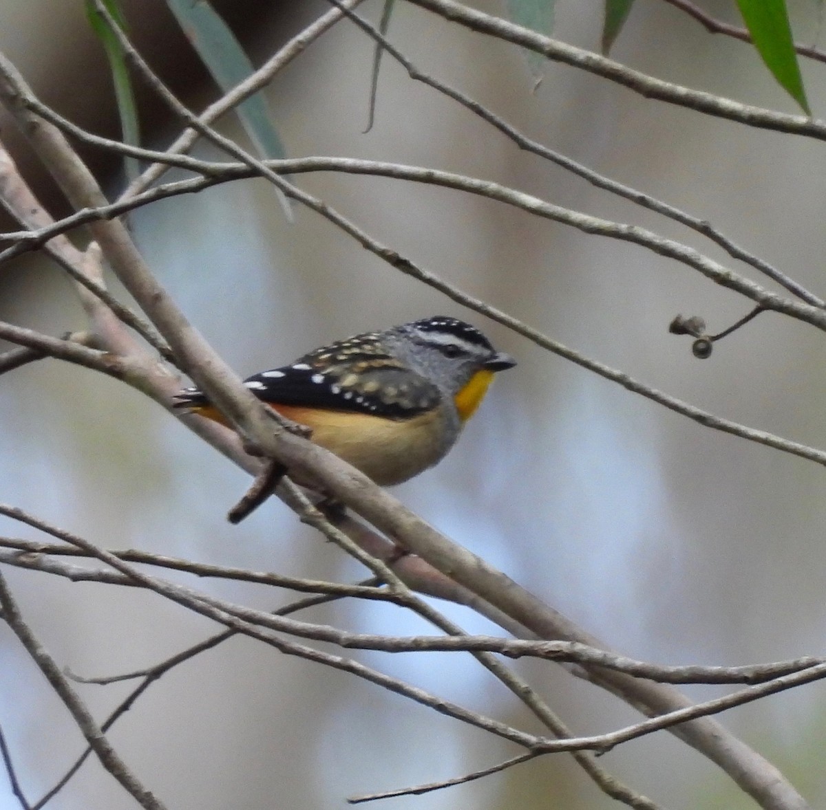 Spotted Pardalote - ML608715243