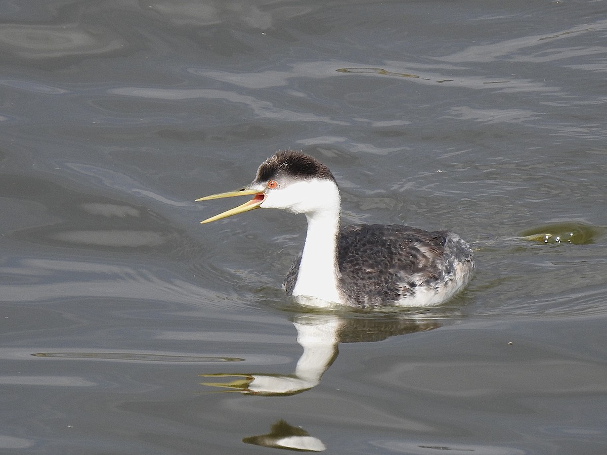 Western Grebe - ML608715323