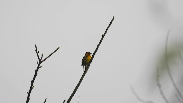 Black-necked Weaver - ML608715351