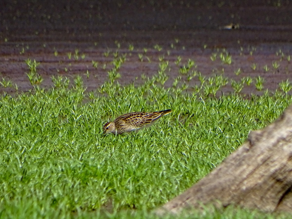 Pectoral Sandpiper - ML608715363