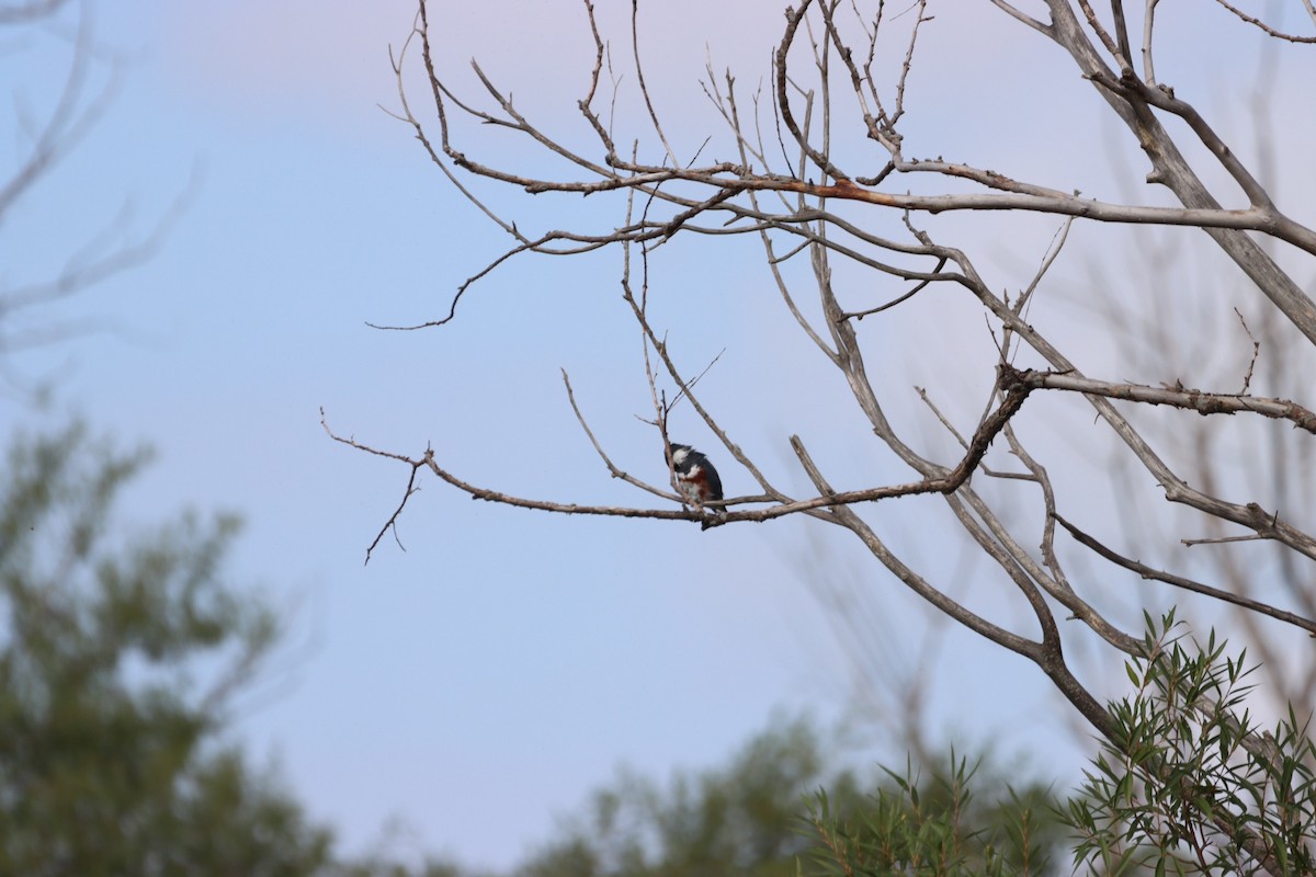 Belted Kingfisher - ML608715456