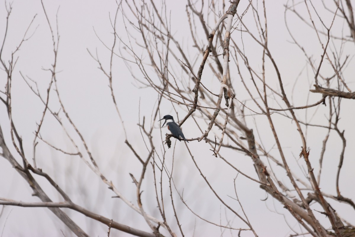 Belted Kingfisher - ML608715457
