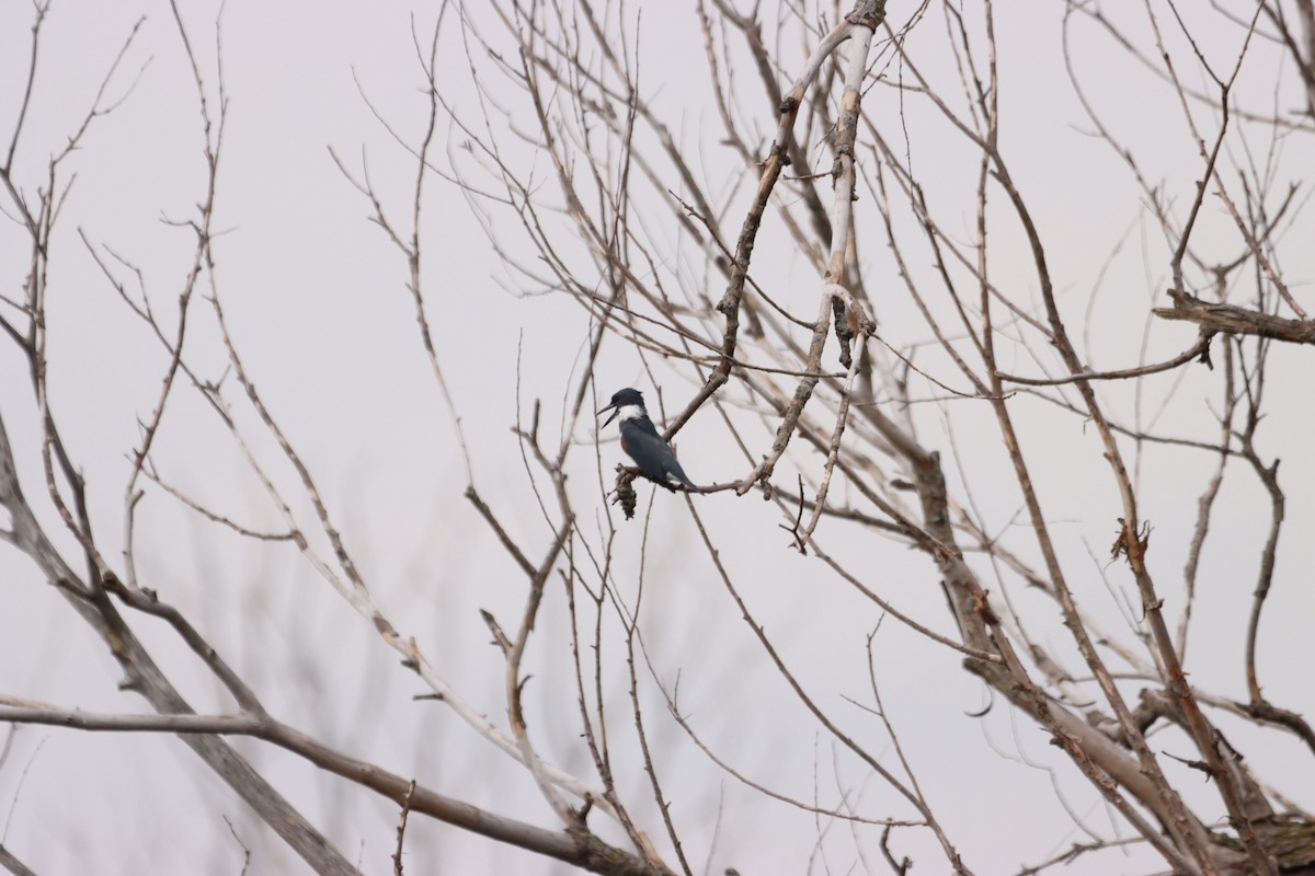 Belted Kingfisher - ML608715458