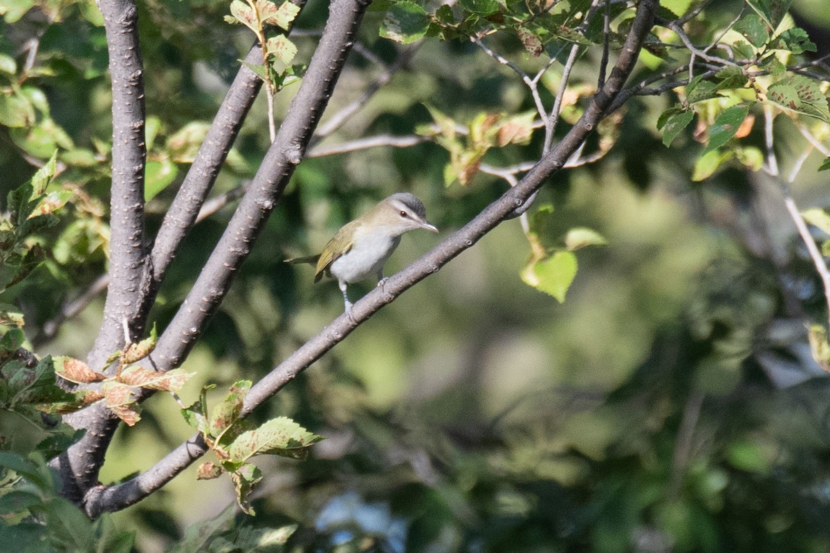 Red-eyed Vireo - ML608715485