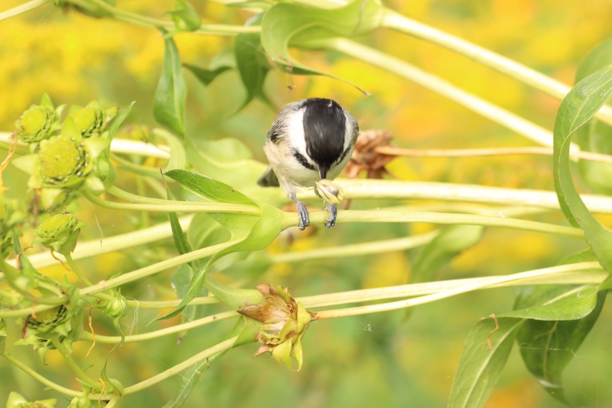 Black-capped Chickadee - ML608715494