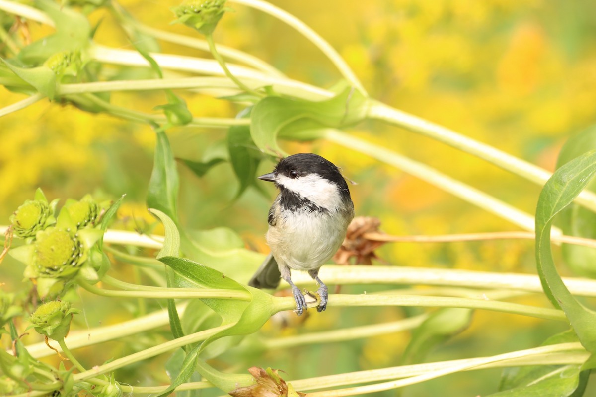 Black-capped Chickadee - ML608715495