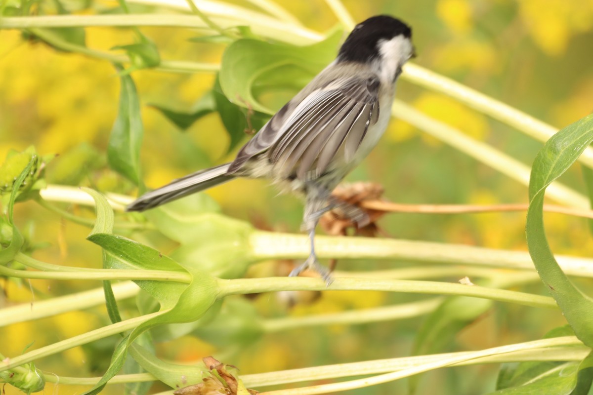 Black-capped Chickadee - ML608715496