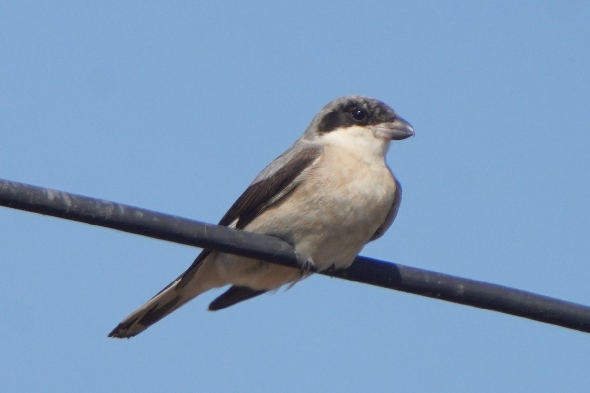 Lesser Gray Shrike - ML608715548