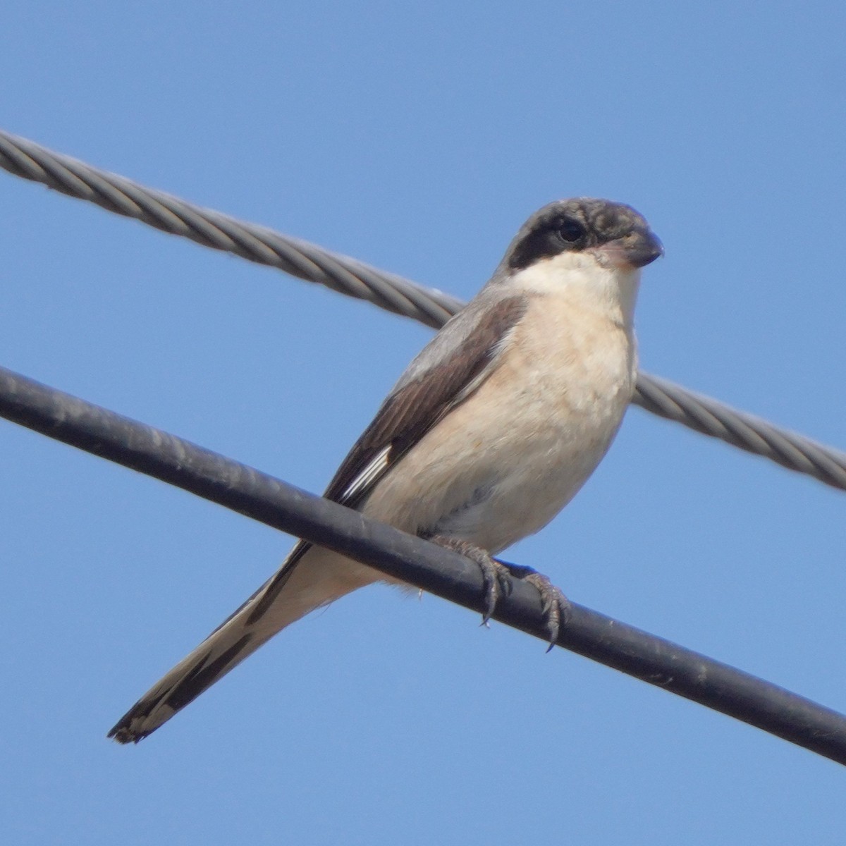 Lesser Gray Shrike - ML608715550