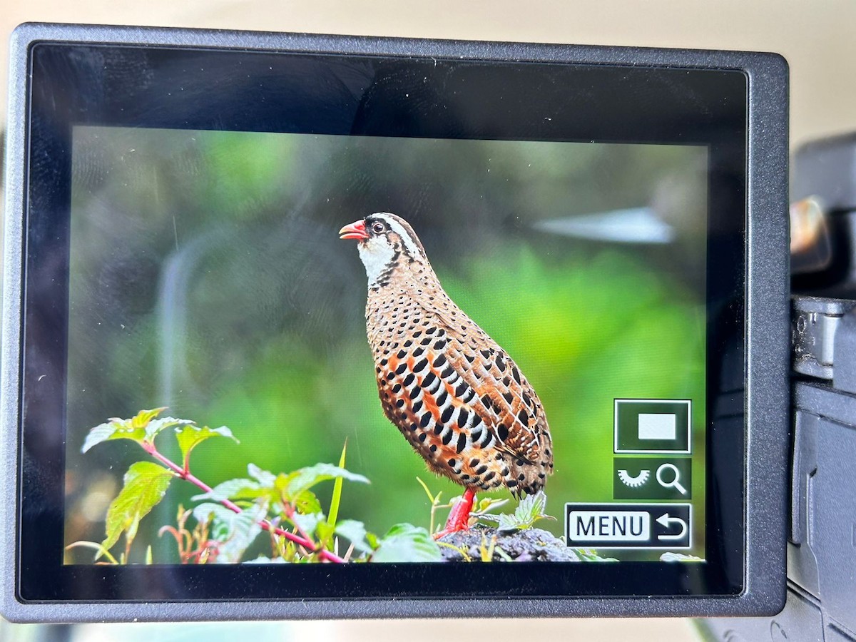 Painted Bush-Quail - ML608715826