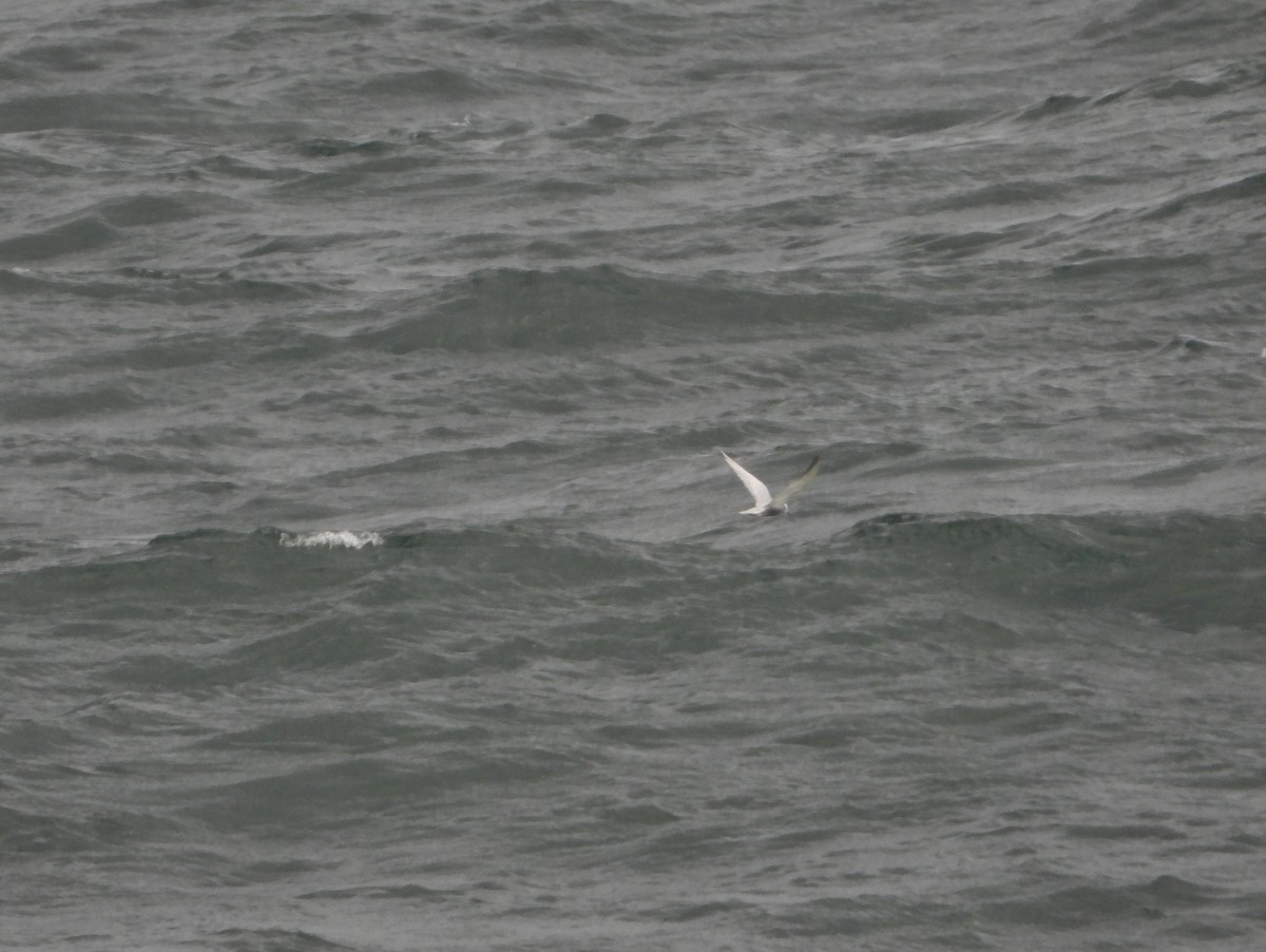 Whiskered Tern - ML608715881