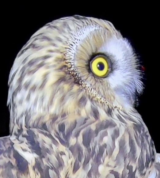 Short-eared Owl - Henryk Sułek