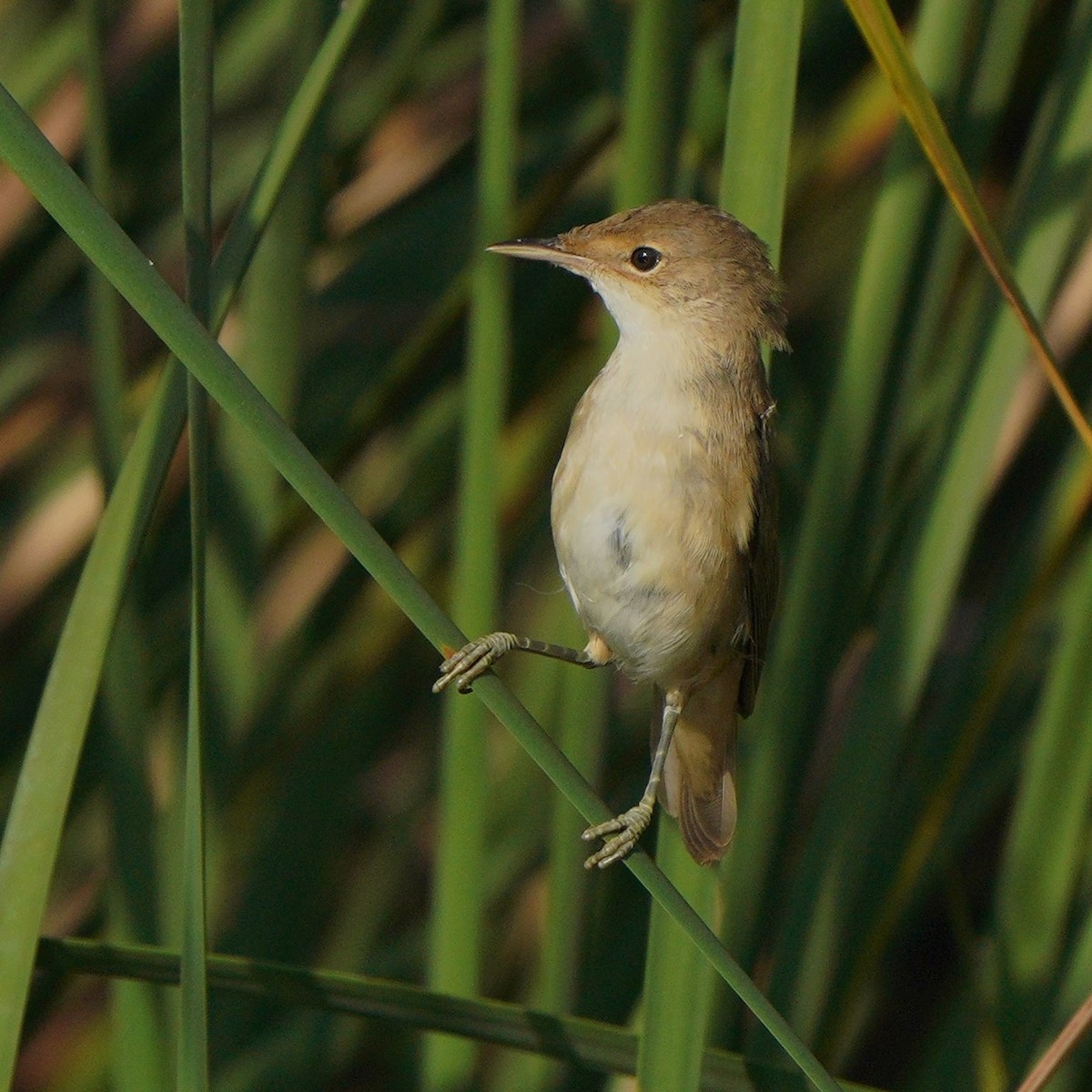 Common Reed Warbler - ML608716008