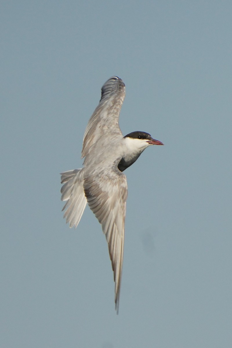 Whiskered Tern - Jörg Albert