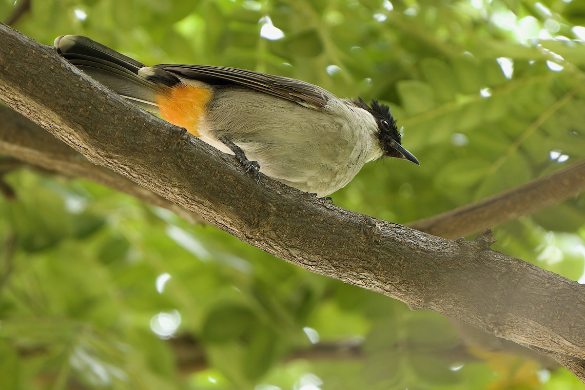 Bulbul Ventridorado - ML608716058
