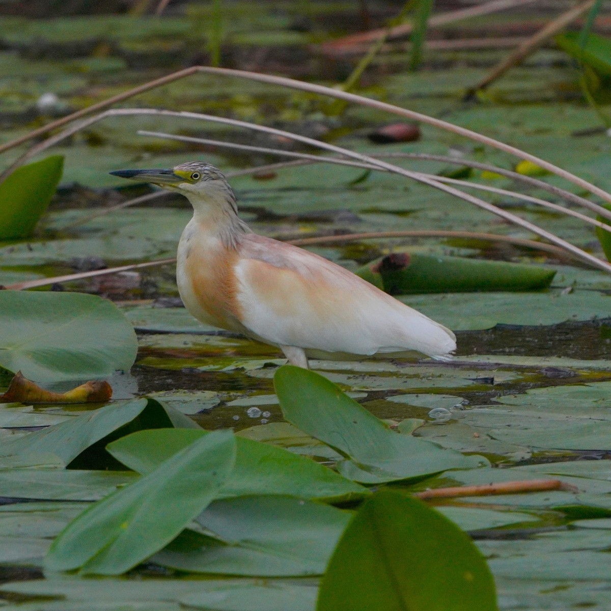 Squacco Heron - ML608716185